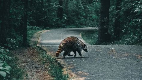 How volunteer roadkill tracking helps save wildlife : NPR.